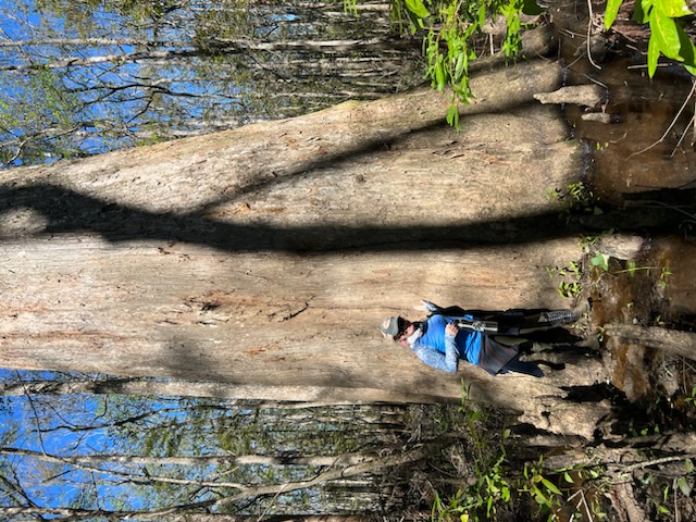 cypress tree